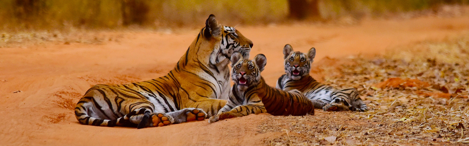 bandhavgarh
