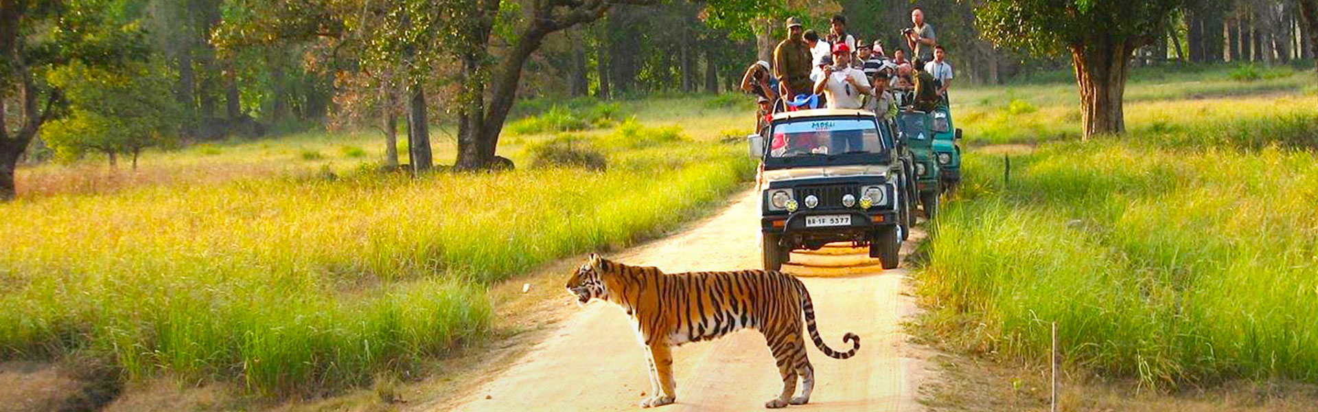 wildlife