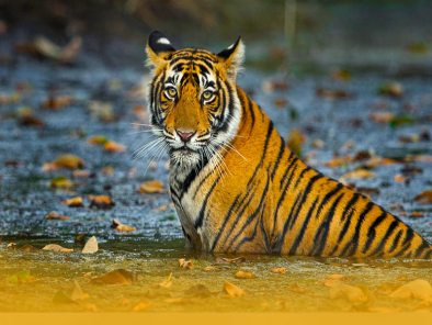 Wildlife